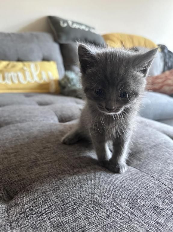 Schöne Russisch Blau Kätzchen zu verkaufen