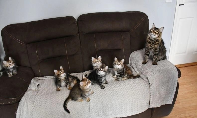 Schöne sibirische Kätzchen zu verkaufen