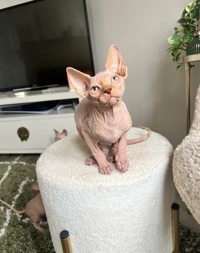 Schöne Sphynx-Kätzchen zu verkaufen