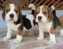 Männliche und weibliche Beagle