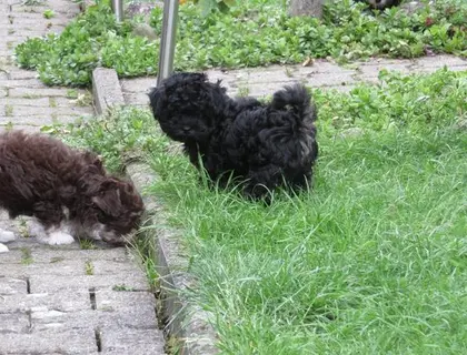 Zauberhafte Bolonka Zwetna Welpen mit Ahnentafel