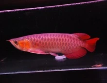 Arowana-Fische zu verkaufen. Verschiedene Arten