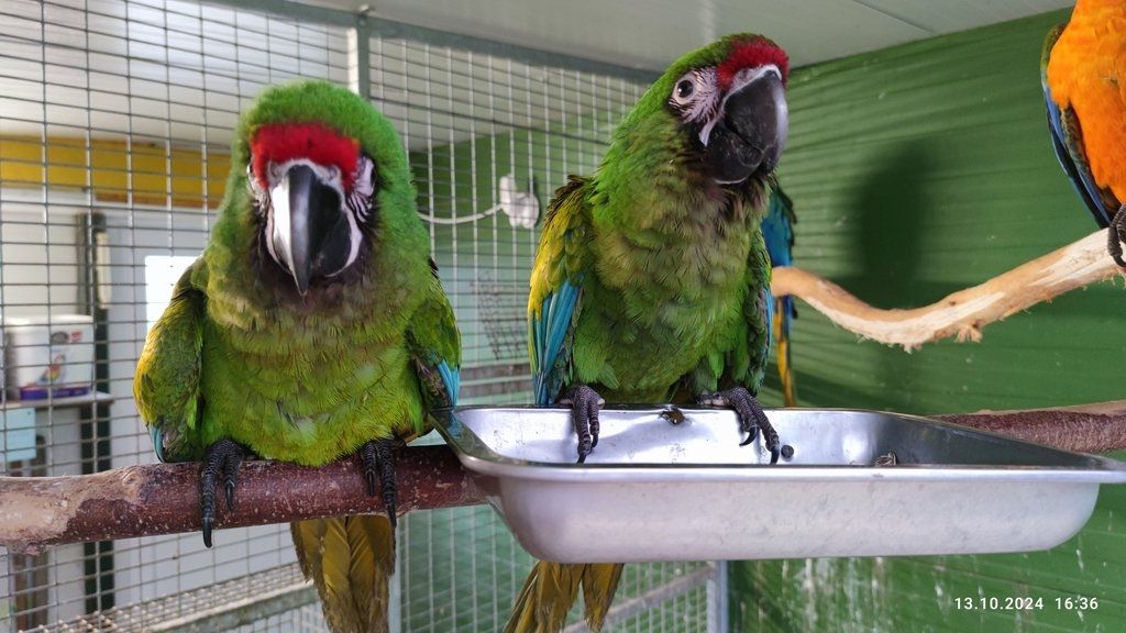 Papageien und ihre befruchteten Eier aller Arten zu verkaufen Papageien und ihre befruchteten Eier aller Arten zu verkaufen