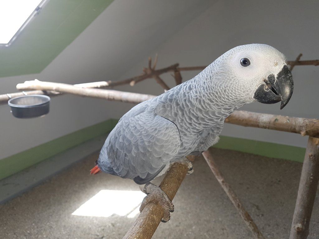 männlicher und weiblicher Graupapagei