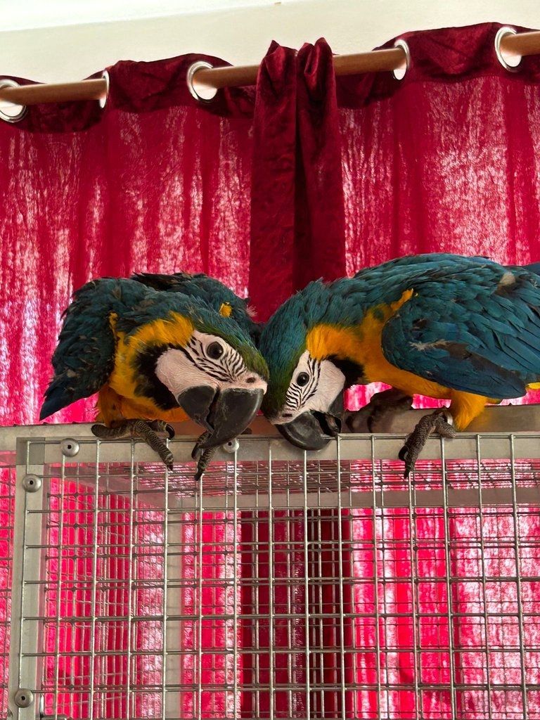 Blauer und goldener Ara-Papagei