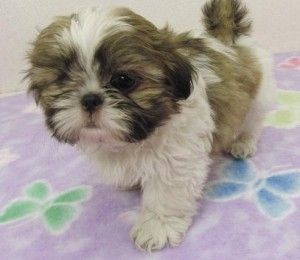 männliche und weibliche Shih Tzu-Welpen