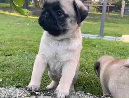 Mops-Welpen für ein gutes Zuhause