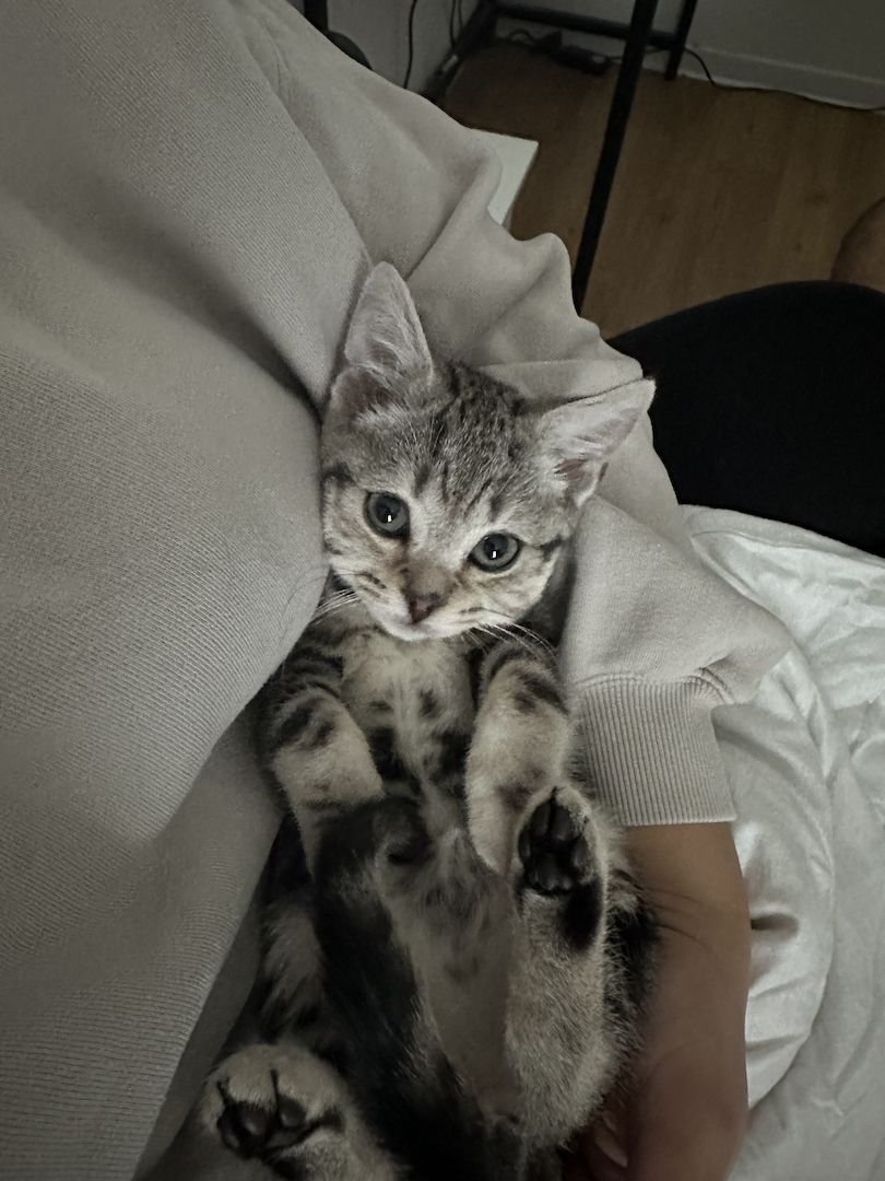 Hauskatze Kitten 3 Monate alt abzugeben