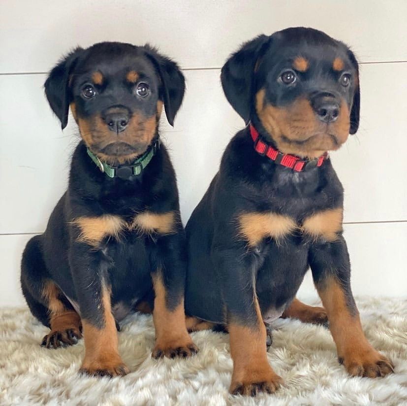ADOPTIEREN SIE EINEN ROTTWEILER-WELPEN
