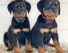 ADOPTIEREN SIE EINEN ROTTWEILER-WELPEN