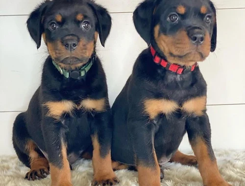 ADOPTIEREN SIE EINEN ROTTWEILER-WELPEN