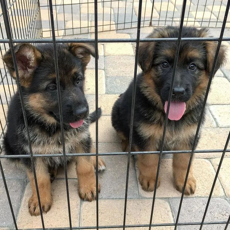 Reinrassige deutsche Schäferhundwelpen zur Adoption Reinrassige deutsche Schäferhundwelpen zur Adoption