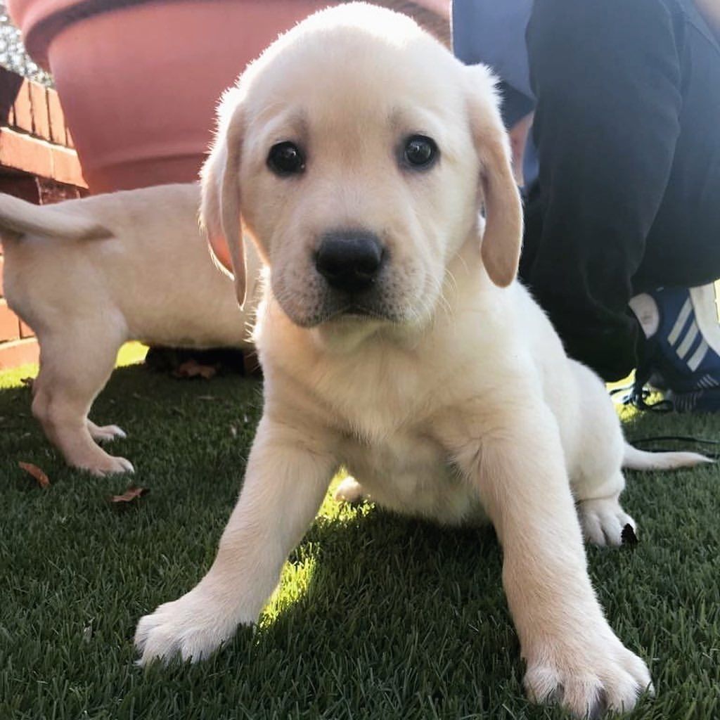 LABRADOR-WELPE VERFÜGBAR