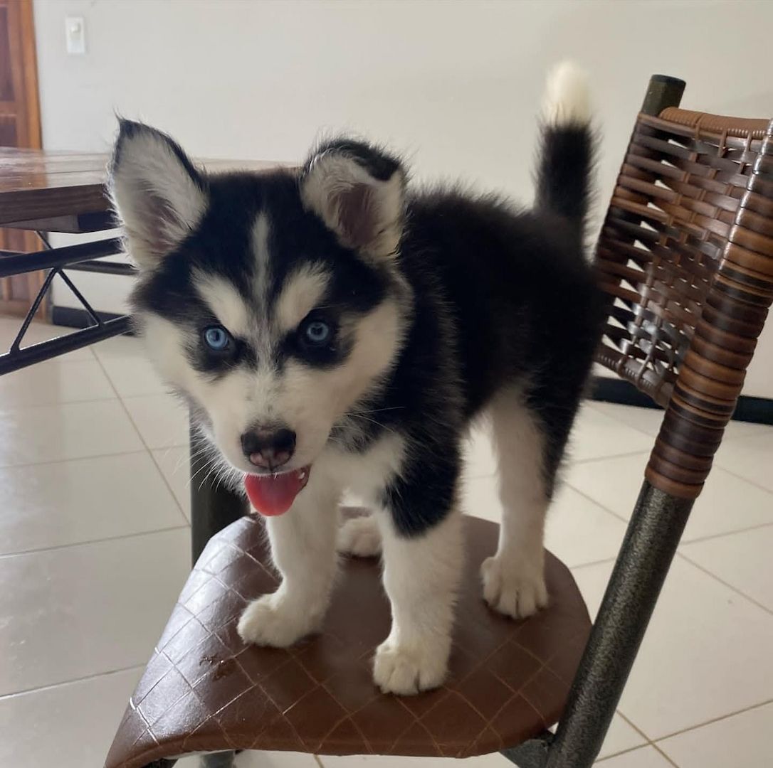 GESUNDE SIBERIAN HUSKY WELPEN