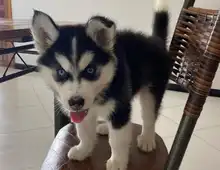 GESUNDE SIBERIAN HUSKY WELPEN