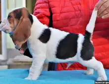 Reinrassiger Beagle welpen ,,