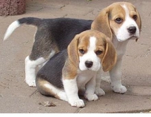 Männliche und weibliche Beagle ,,