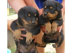 Rottweiler-Welpen suchen liebevolles Zuhause ,,