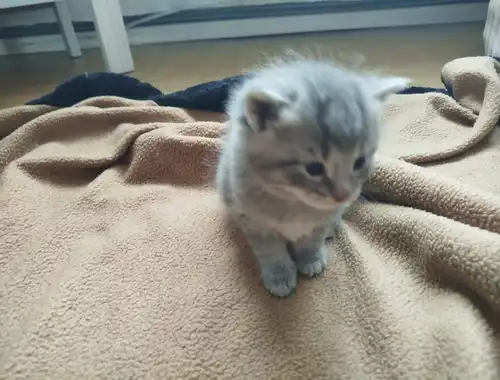 7 Maine Coon Kitten