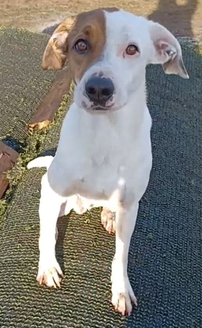 Nuvolo, a.d.Tierschutz, anschmiegsam und verschmust Nuvolo, a.d.Tierschutz, anschmiegsam und verschmust