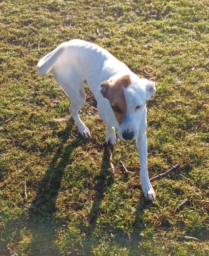 Nuvolo, a.d.Tierschutz, anschmiegsam und verschmust Nuvolo, a.d.Tierschutz, anschmiegsam und verschmust