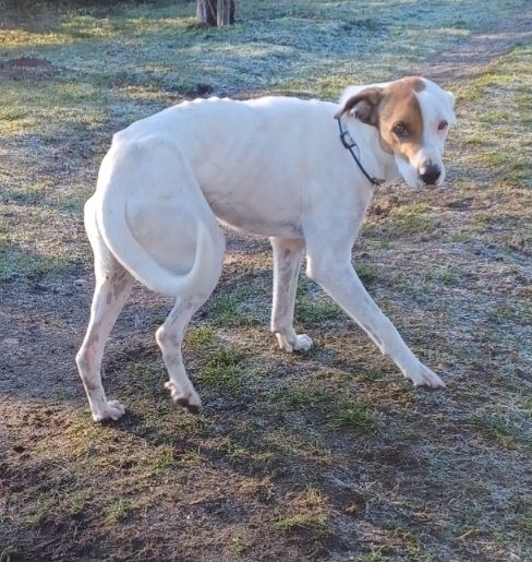 Nuvolo, a.d.Tierschutz, anschmiegsam und verschmust Nuvolo, a.d.Tierschutz, anschmiegsam und verschmust