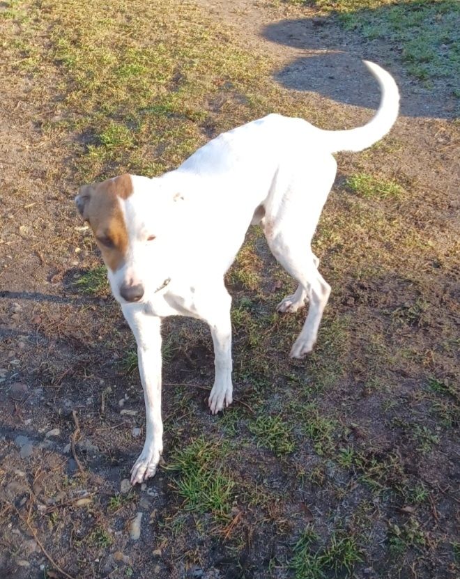 Nuvolo, a.d.Tierschutz, anschmiegsam und verschmust Nuvolo, a.d.Tierschutz, anschmiegsam und verschmust