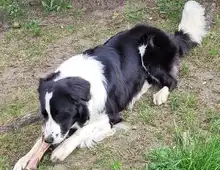 Jacko benötigt ein neues liebevolles Zuhause