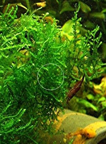 Spikymoos, Aquariumpflanze, Versand/ Abholung Spikymoos, Aquariumpflanze, Versand/ Abholung