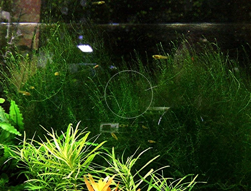 Stringymoos, Aquariumpflanze, Versand/ Abholung