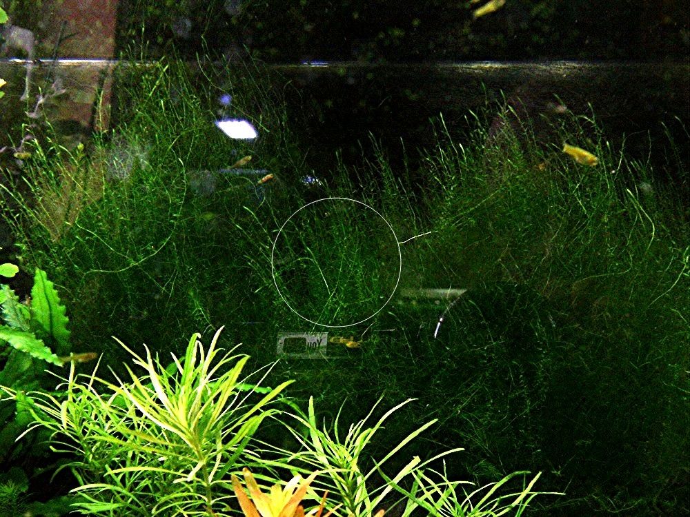 Stringymoos, Aquariumpflanze, Versand/ Abholung Stringymoos, Aquariumpflanze, Versand/ Abholung