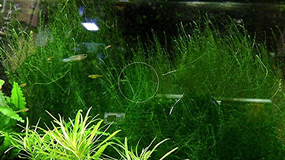 Stringymoos, Aquariumpflanze, Versand/ Abholung Stringymoos, Aquariumpflanze, Versand/ Abholung