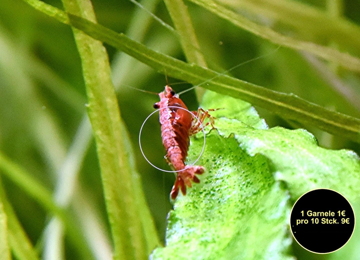 Red Fire Garnele, Zwerggarnele, reinerbig (ab 0,90€)  (Versand, Abholung)