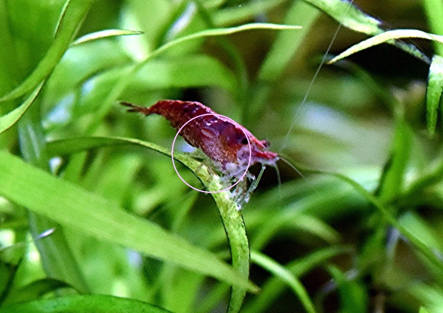 Red Fire Garnele, Zwerggarnele, reinerbig (ab 0,90€)  (Versand, Abholung)