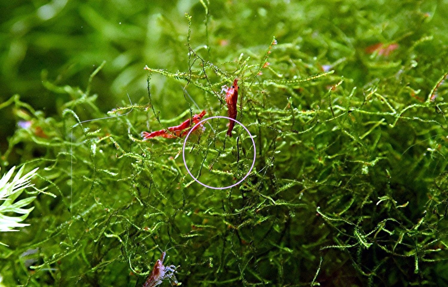 Red Fire Garnele, Zwerggarnele, reinerbig (ab 0,90€)  (Versand, Abholung)