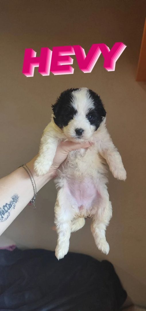 3 süsse Mischlingswelpen abzugeben