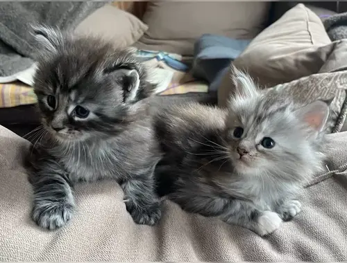 Maine Coon Kitten Kater mit Stammbaum shaded Line