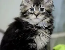 Kitten Maine Coon