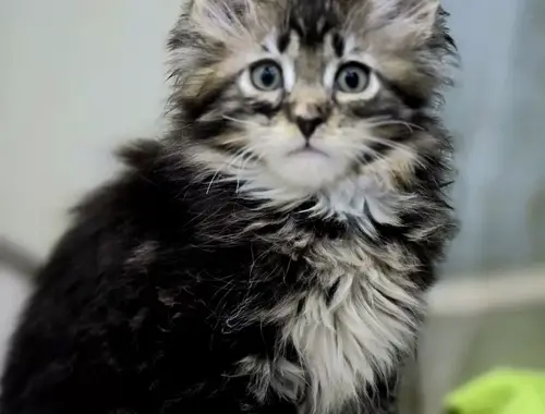 Kitten Maine Coon