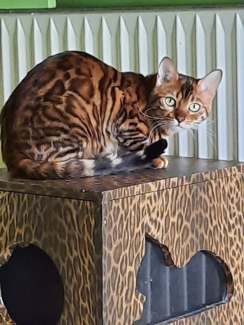 Bengal Lady sehr lieb und wunderschön