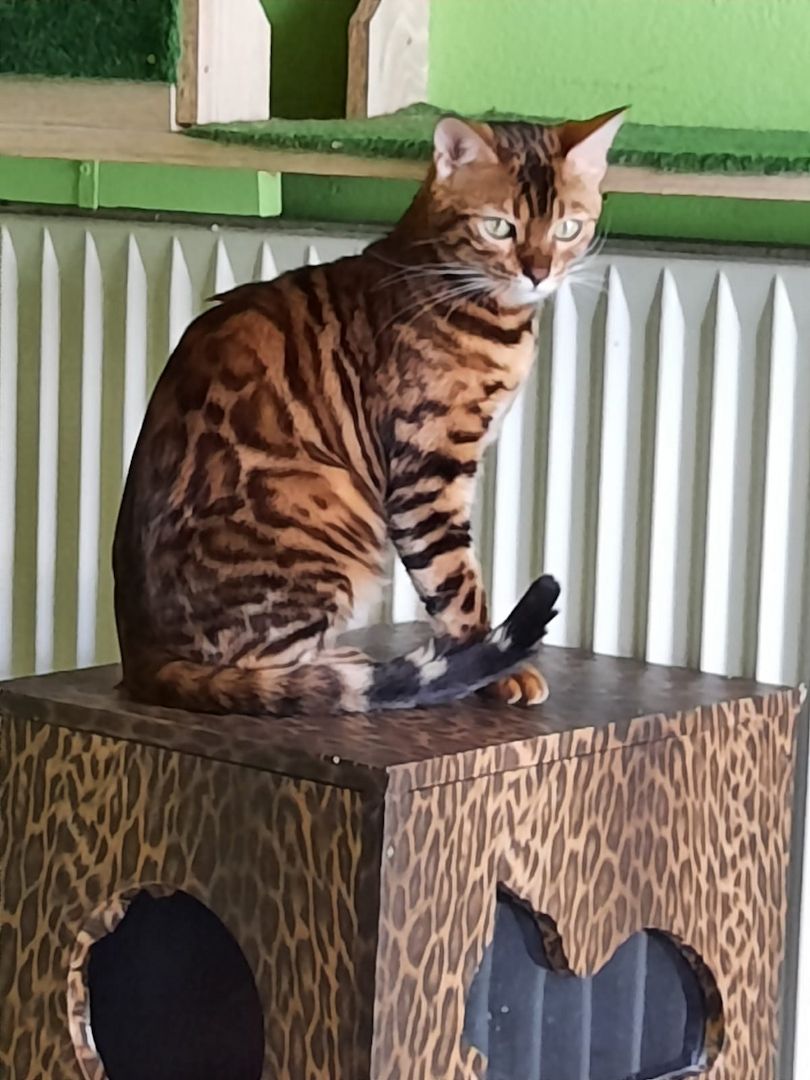 Bengal Lady sehr lieb und wunderschön