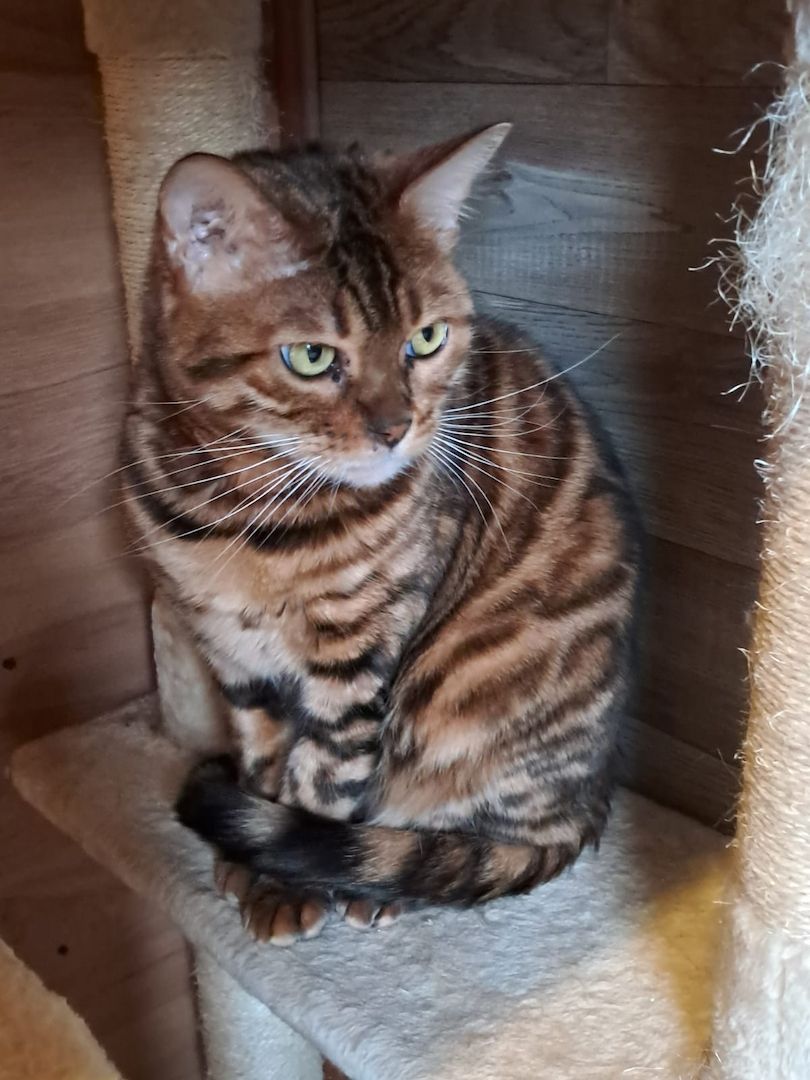 Bengal Lady sehr lieb und wunderschön