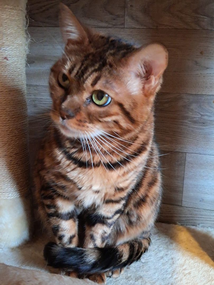 Bengal Lady sehr lieb und wunderschön