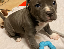 American Pitbull Welpen Blueline