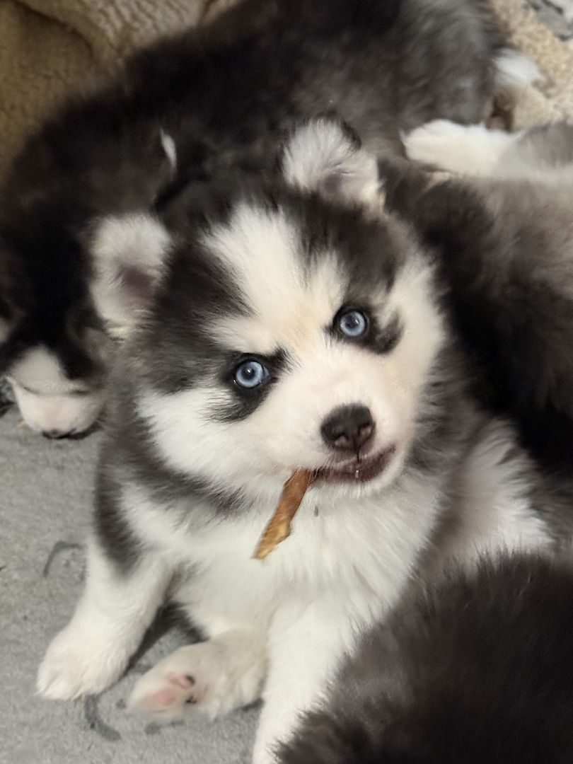 Pomsky Männchen Welpe zu verkaufen