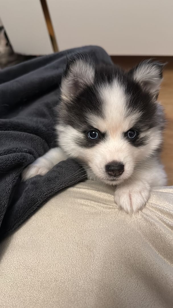 Pomsky Männchen Welpe zu verkaufen