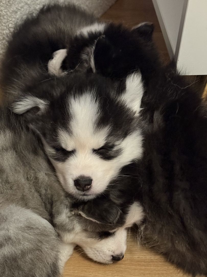 Pomsky Männchen Welpe zu verkaufen