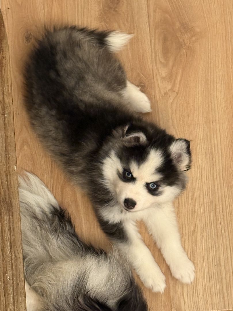 Pomsky Männchen Welpe zu verkaufen