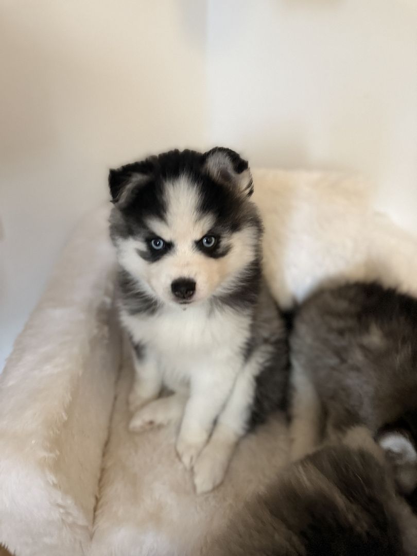 Pomsky Männchen Welpe zu verkaufen