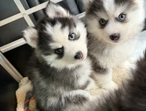 Pomsky Männchen Welpe zu verkaufen